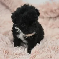 Mimi , a female Poodle - Toy  for sale in Nappanee, IN – Photo 6 of 8