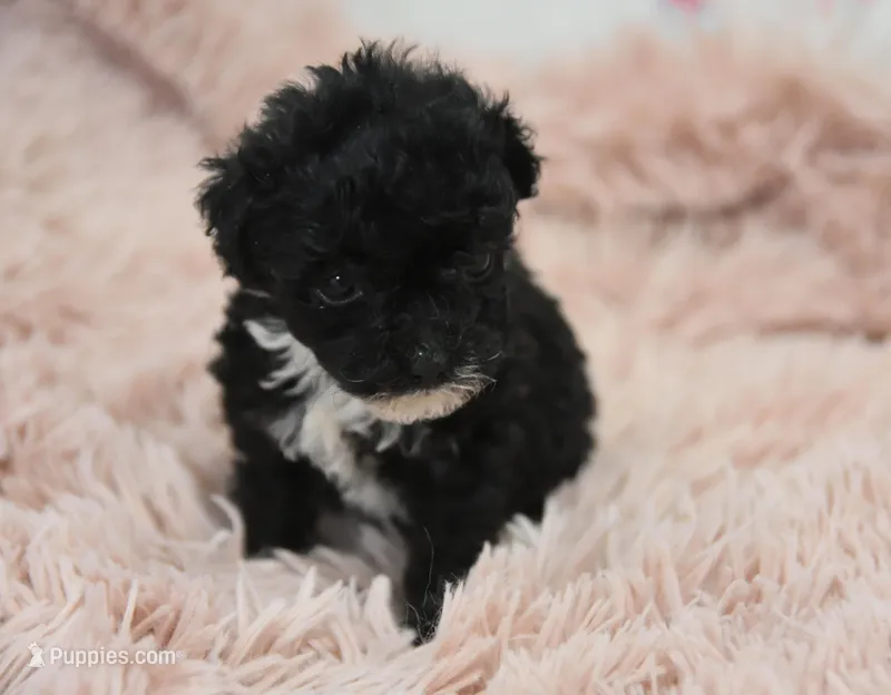 Mimi  – Poodle - Toy  puppy for sale in Nappanee, IN
