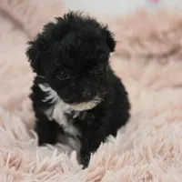 Mimi , a female Poodle - Toy  for sale in Nappanee, IN – Photo 2 of 8