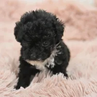 Mimi , a female Poodle - Toy  for sale in Nappanee, IN – Photo 3 of 8