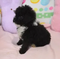 Mimi , a female Poodle - Toy  for sale in Nappanee, IN – Photo 8 of 8