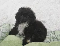 Mimi , a female Poodle - Toy  for sale in Nappanee, IN – 5 of 5
