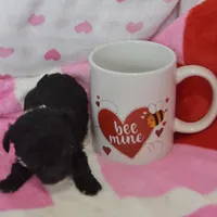 Mimi , a female Poodle - Toy  for sale in Nappanee, IN – Photo 4 of 8