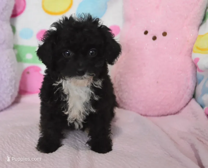 Mimi  – Poodle - Toy  puppy for sale in Nappanee, IN