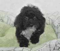 Mimi , a female Poodle - Toy  for sale in Nappanee, IN – 4 of 5