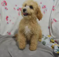 Preston , a male Maltipoo for sale in Nappanee, IN – 10 of 10