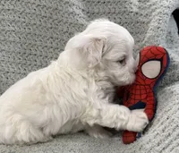 Thumper, a male Maltipoo for sale in Nappanee, IN – 2 of 3