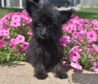 Jet T-cup, a male Maltipoo for sale in Nappanee, IN – 9 of 10