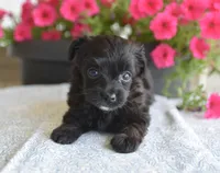Jet T-cup, a male Maltipoo for sale in Nappanee, IN – 4 of 5
