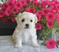 Joy T-cup, a female Maltipoo for sale in Nappanee, IN – 3 of 8