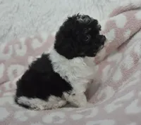 Alexis , a female Maltipoo for sale in Nappanee, IN – 5 of 5