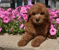 Lawson, a male Irish Doodle for sale in Nappanee, IN – 1 of 7