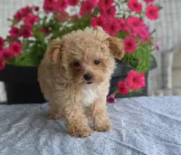 Dakota, a male Maltipoo for sale in Nappanee, IN – 7 of 10