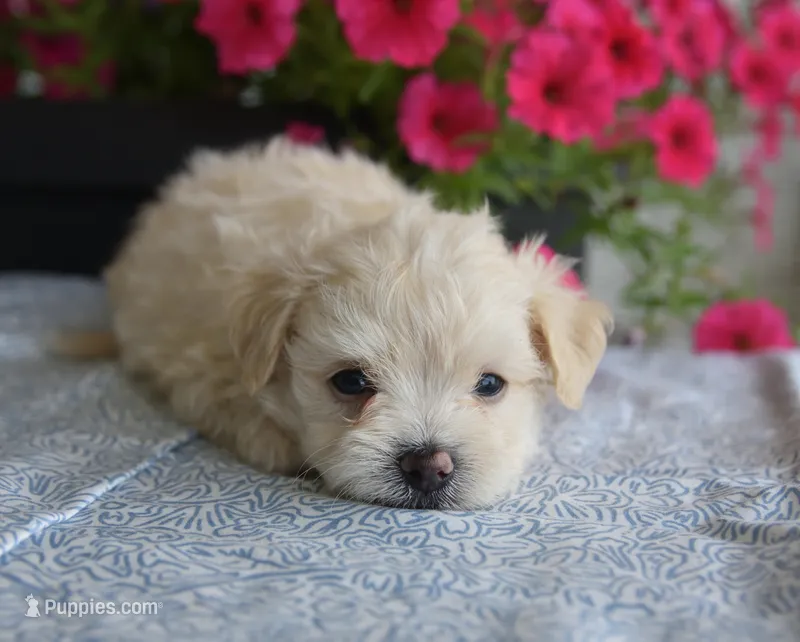 Jasper T-cup  – Maltipoo puppy for sale in Nappanee, IN