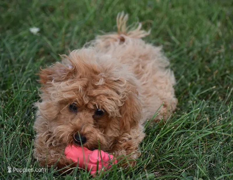 Dakota – Maltipoo puppy for sale in Nappanee, IN