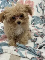 Delilah T-cup, a female Maltipoo for sale in Nappanee, IN – 4 of 4
