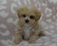 Anne , a female Maltipoo for sale in Nappanee, IN – 6 of 6