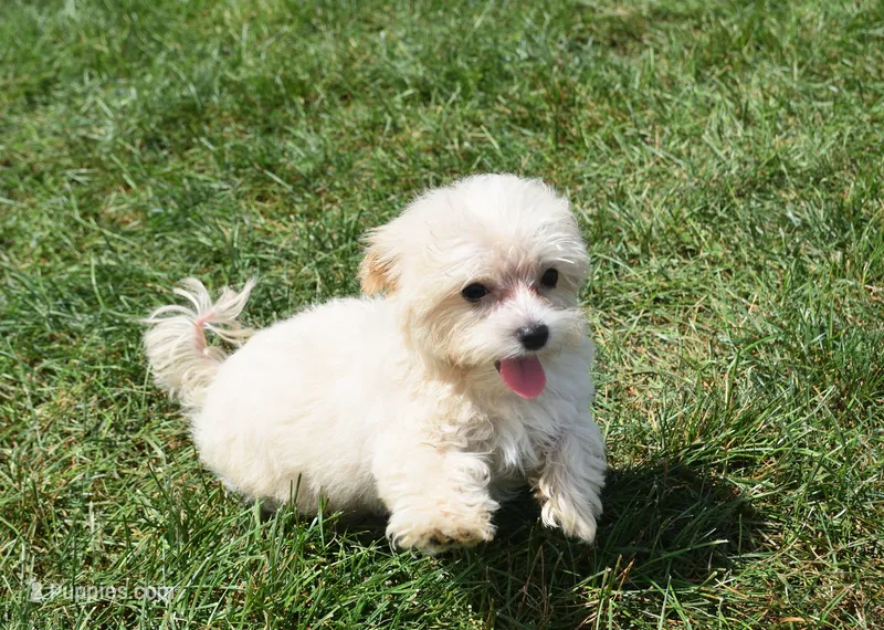 Jasper T-cup  – Maltipoo puppy for sale in Nappanee, IN