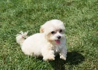 Jasper T-cup , a male Maltipoo for sale in Nappanee, IN – 1 of 10