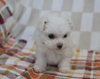 Charlie , a male Maltipoo for sale in Nappanee, IN – 3 of 4