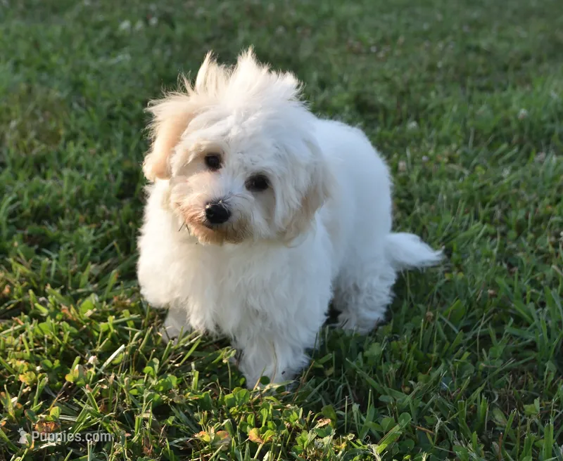 Bambi  – Maltipoo puppy for sale in Nappanee, IN