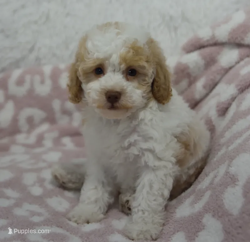 Milo  – Poodle - Toy  puppy for sale in Nappanee, IN