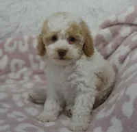 Milo , a male Poodle - Toy  for sale in Nappanee, IN – 1 of 3