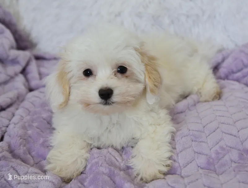 Abby  – Maltipoo puppy for sale in Nappanee, IN