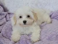 Abby , a female Maltipoo for sale in Nappanee, IN – 3 of 10