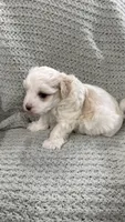 Bambi , a male Maltipoo for sale in Nappanee, IN – 2 of 5