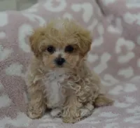 Anne , a female Maltipoo for sale in Nappanee, IN – 4 of 6