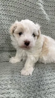 Bambi  – Maltipoo puppy for sale in Nappanee, IN