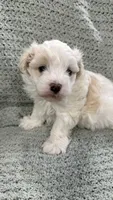 Bambi , a male Maltipoo for sale in Nappanee, IN – 1 of 5