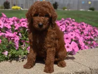 Lainey , a female Irish Doodle for sale in Nappanee, IN – 5 of 8