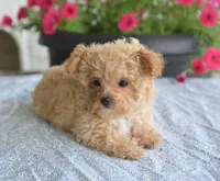 Dakota, a male Maltipoo for sale in Nappanee, IN – 7 of 9