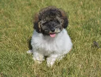 Madison , a male Poodle - Toy  for sale in Nappanee, IN – 8 of 10