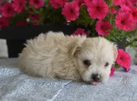 Jasper T-cup , a male Maltipoo for sale in Nappanee, IN – 2 of 2