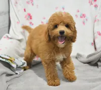 Betsy , a female Maltipoo for sale in Nappanee, IN – 10 of 10