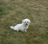 Theo, a male Maltipoo for sale in Nappanee, IN – Photo 5 of 10