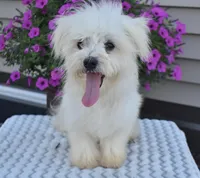 Theo, a male Maltipoo for sale in Nappanee, IN – Photo 10 of 10
