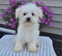 Theo, a male Maltipoo for sale in Nappanee, IN – Photo 8 of 10