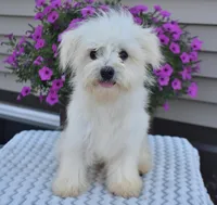 Theo, a male Maltipoo for sale in Nappanee, IN – Photo 6 of 10