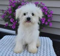 Theo, a male Maltipoo for sale in Nappanee, IN – Photo 7 of 10