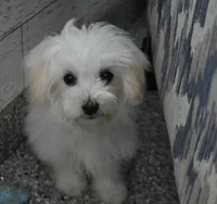 Theo, a male Maltipoo for sale in Nappanee, IN – Photo 3 of 10