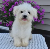 Theo, a male Maltipoo for sale in Nappanee, IN – Photo 1 of 10