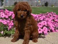 Lainey , a female Irish Doodle for sale in Nappanee, IN – 2 of 8