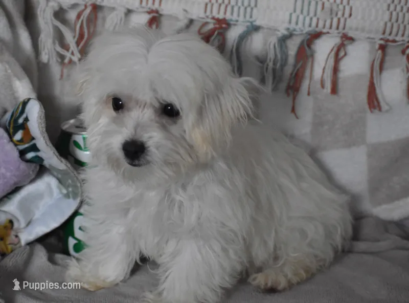 Joy T-cup – Maltipoo puppy for sale in Nappanee, IN