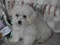 Joy T-cup, a female Maltipoo for sale in Nappanee, IN – 1 of 10
