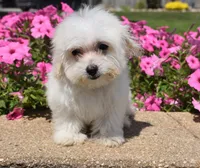 Joy T-cup, a female Maltipoo for sale in Nappanee, IN – 6 of 9