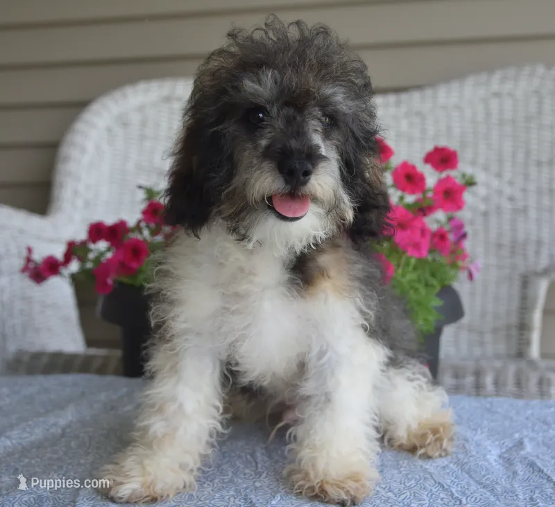 Mikey  – Poodle - Toy  puppy for sale in Nappanee, IN